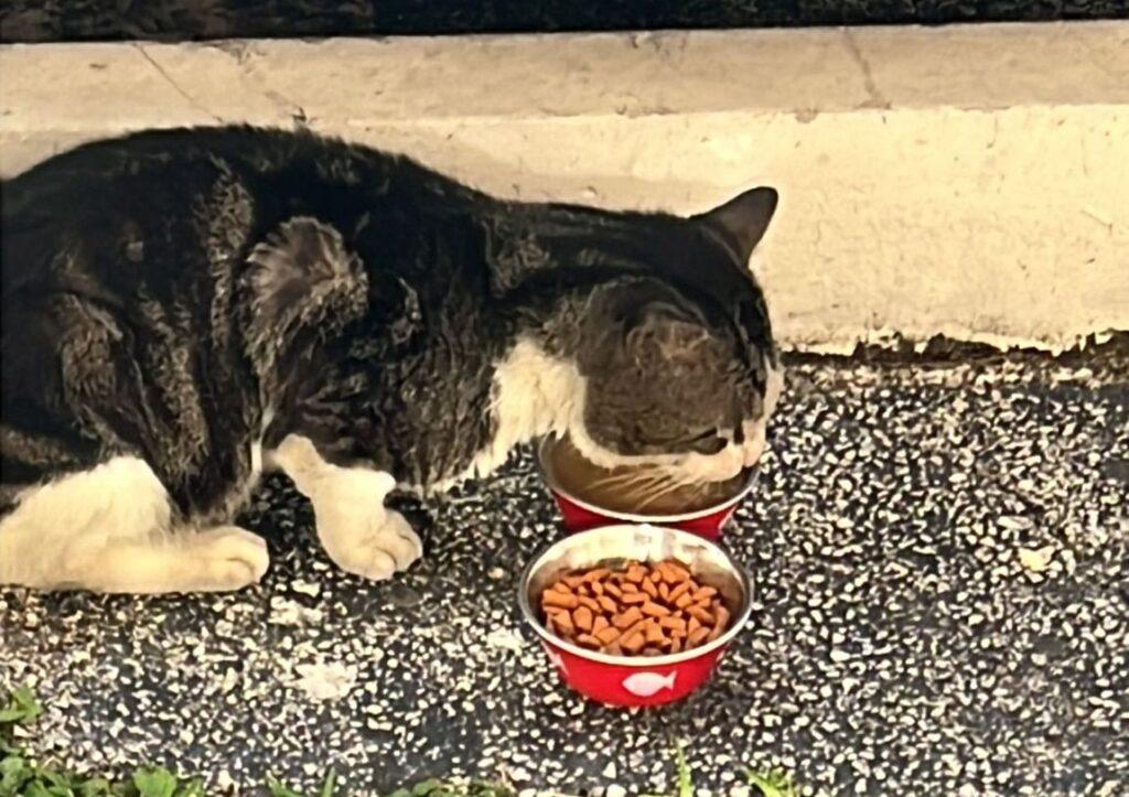 My cat Angelo with his stainless-steel food bowl with rubber bottom
