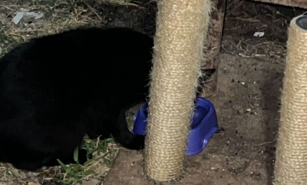 My cat Black Beauty with a plastic food water bowl