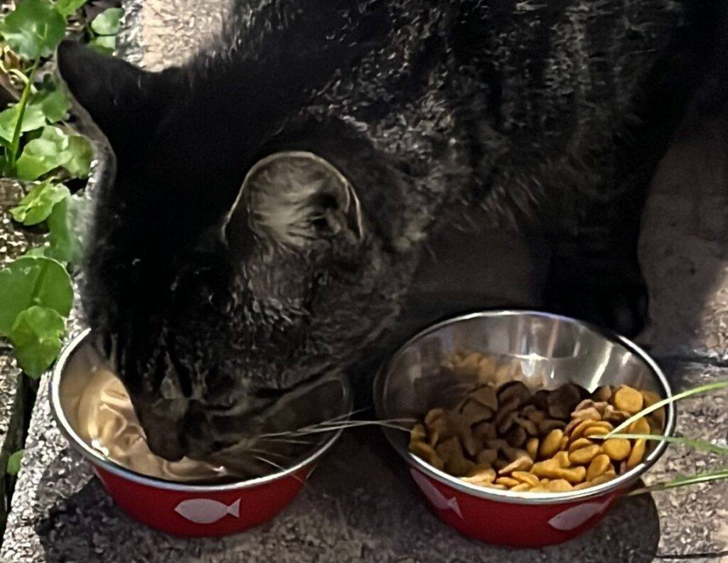 My cat Cuddle Bug with stainless steel food bowl with rubber bottom