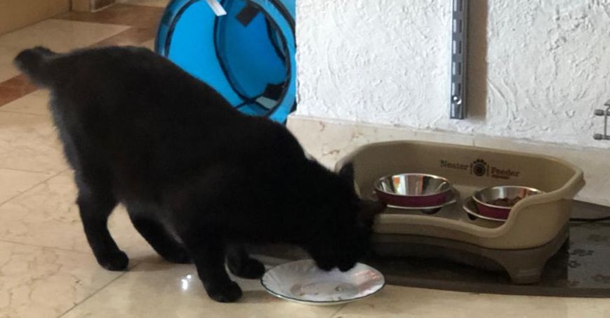 My cat Katie with her Neater Feeder food dish