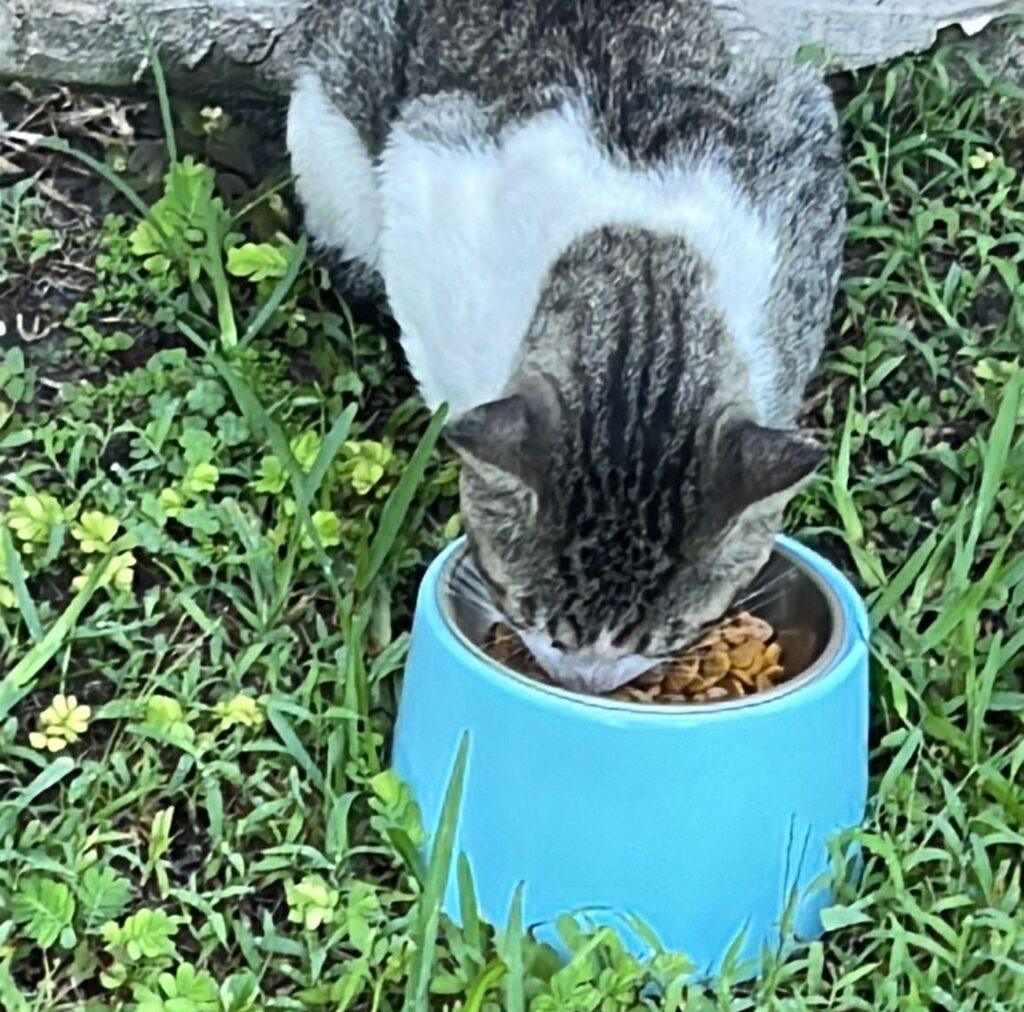 My cat Little Guy with his with his 15-degree angled stainless steel food bowl