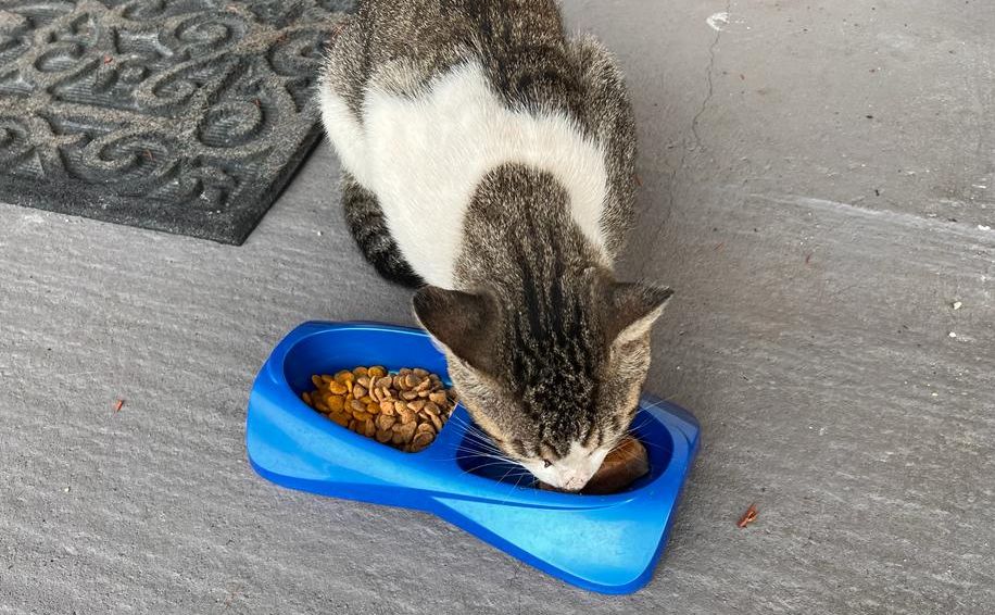 My cat Little Guy with a plastic double food water bowl